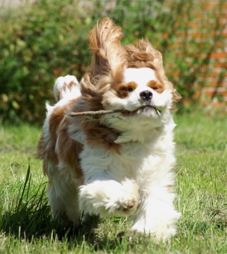 Cavalier king charles spaniel max billede 3