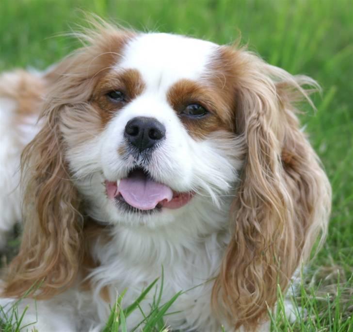 Cavalier king charles spaniel max billede 4