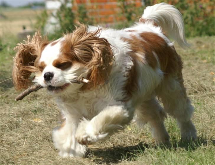 Cavalier king charles spaniel max billede 5