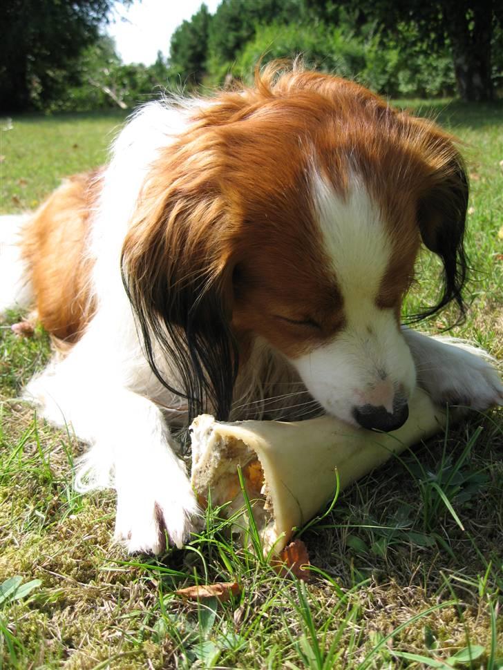 Kooikerhondje Miki - Nye billeder billede 11