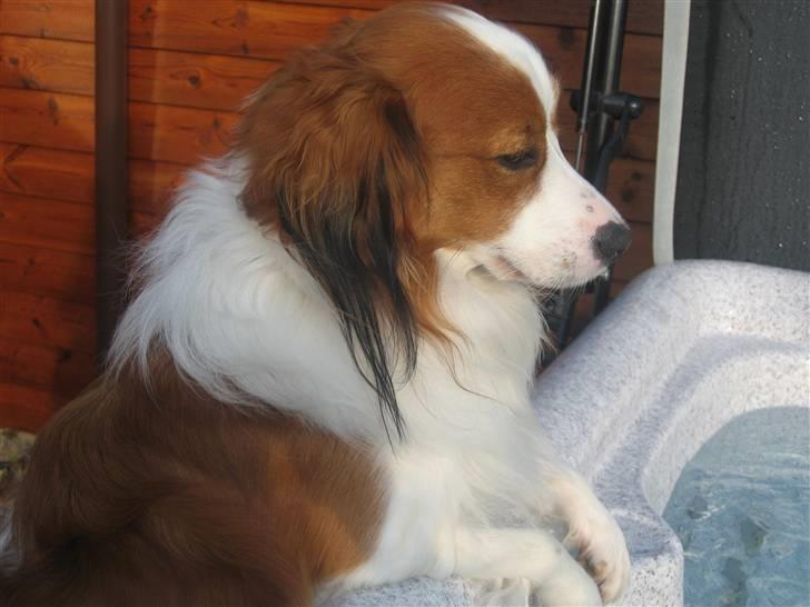 Kooikerhondje Miki billede 13