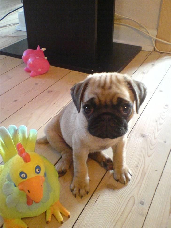 Mops Malou - Malou der er færdig med at lege billede 1