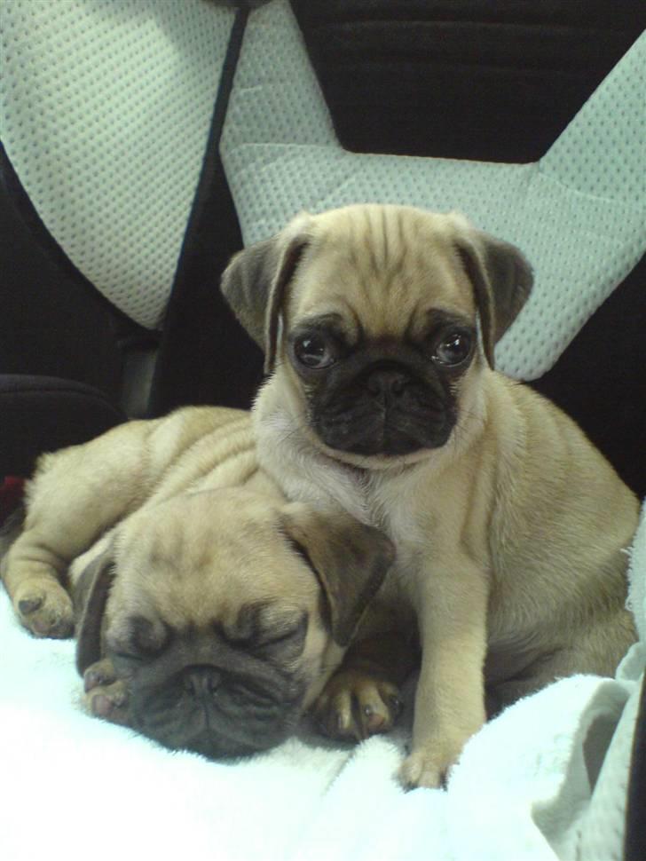 Mops Malou - Malou sover og bror Bob holder vagt. billede 2