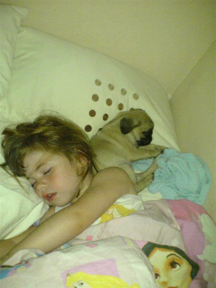 Mops Malou - Malou første nat hjemme hos os, sov rigtig godt sammen med Freja billede 3