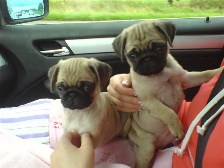 Mops Malou - Her har vi lige hentet Malou "Venstre" og Bob "Højre" billede 4