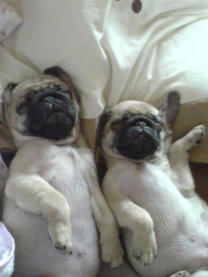 Mops Malou - Malou til venstre og Bob til højre billede 5