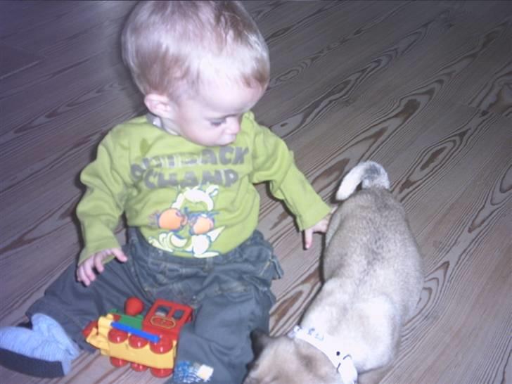 Mops Malou - Malou er ikke så god til at side stille når man skal ta billeder, men Strit "Nevø" vil gerne røre hende. billede 6