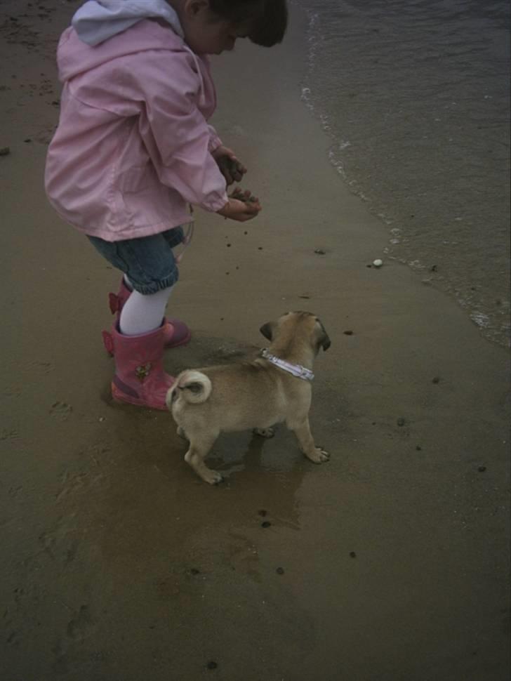 Mops Malou - Så er vi på stranden, Malou og Freja. billede 7