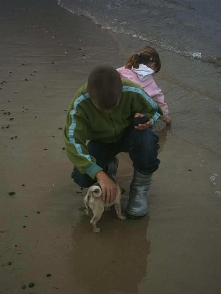 Mops Malou - Malou, Mathias "Nevø", og Freja. billede 8