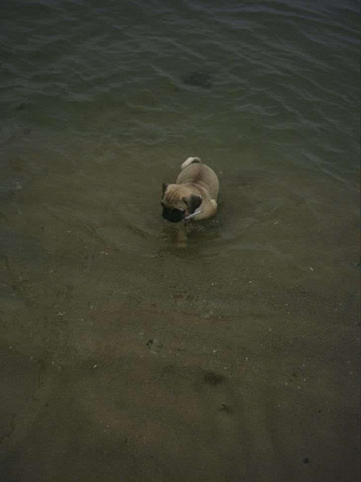 Mops Malou - Lad mig komme ind, det var for dybt. billede 9