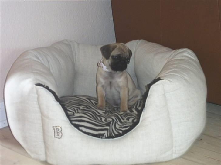 Mops Malou - Så skal der slappes af. billede 10