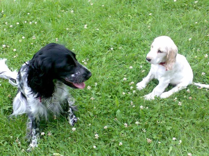 Cocker spaniel Yasmin *SOLGT* - Mig og min søster Duchess i haven billede 13