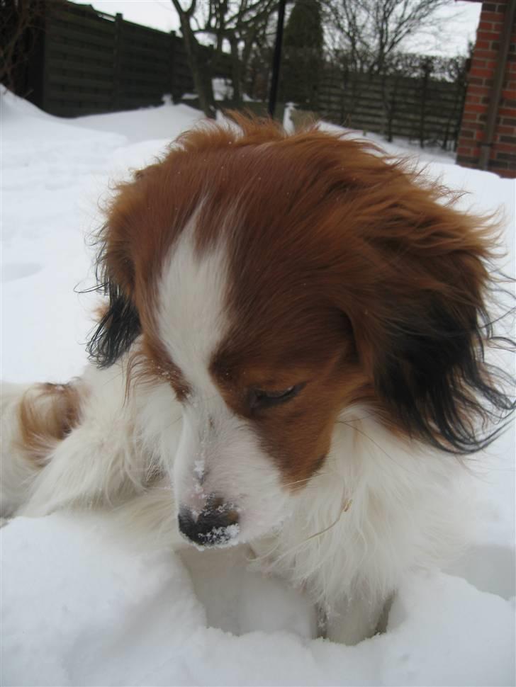 Kooikerhondje Miki billede 14