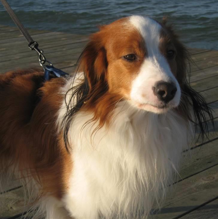 Kooikerhondje Miki billede 15