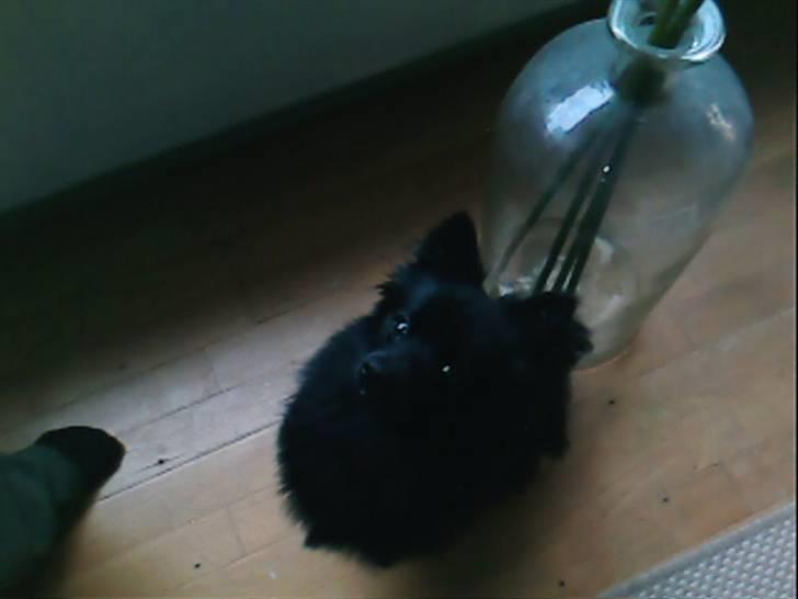 Mittelspitz Anton - Får jeg så en godbid? billede 4