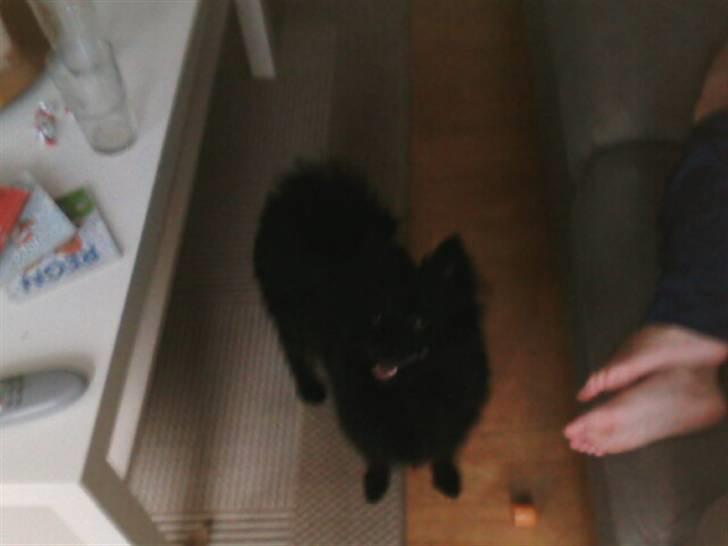 Mittelspitz Anton - Hvad sker der? billede 5