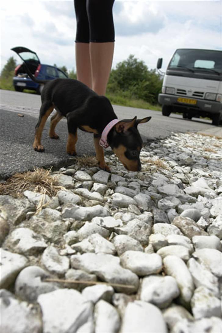 Dvaergpinscher Bella Cherié - Så får jeg lige en lille mysser af mor! - Igen!  billede 8