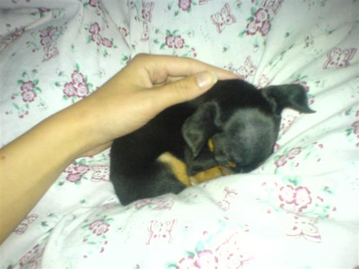 Dvaergpinscher Bella Cherié - Jeg snorker da ihvertfalde ikke!  billede 9