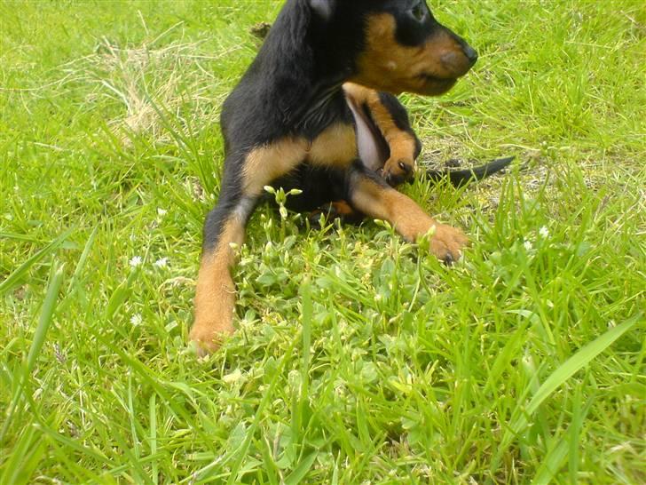 Dvaergpinscher Bella Cherié billede 10