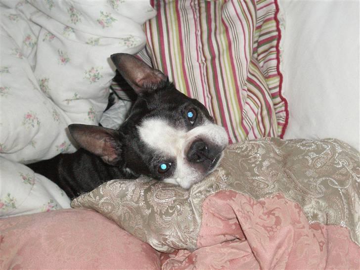 Boston terrier Tex billede 15