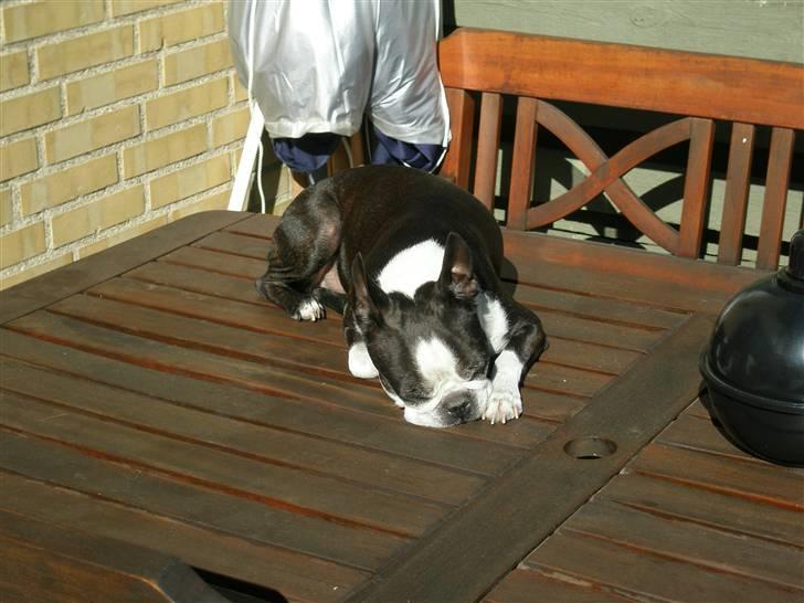 Boston terrier Tex - dejlig med en lille lur i solen på havebordet billede 17