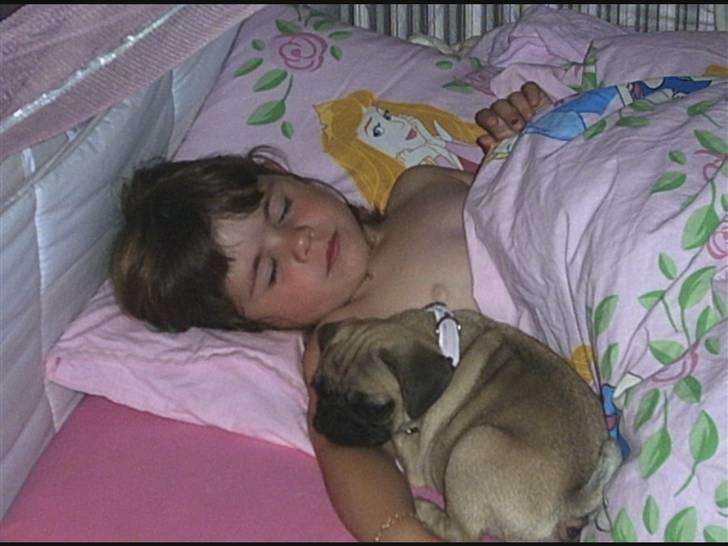 Mops Malou - Så skal vi sove igen Freja. billede 11