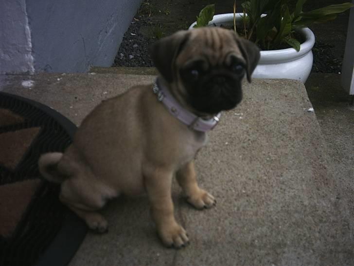 Mops Malou - Prinsesse Malou sidder og ejer det hele. billede 12