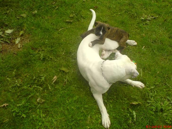 Blanding af racer johnson billede 6