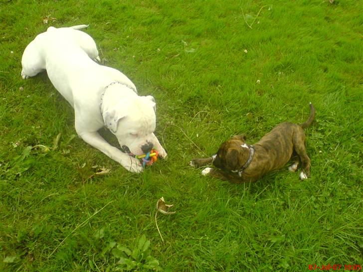 Blanding af racer johnson billede 7