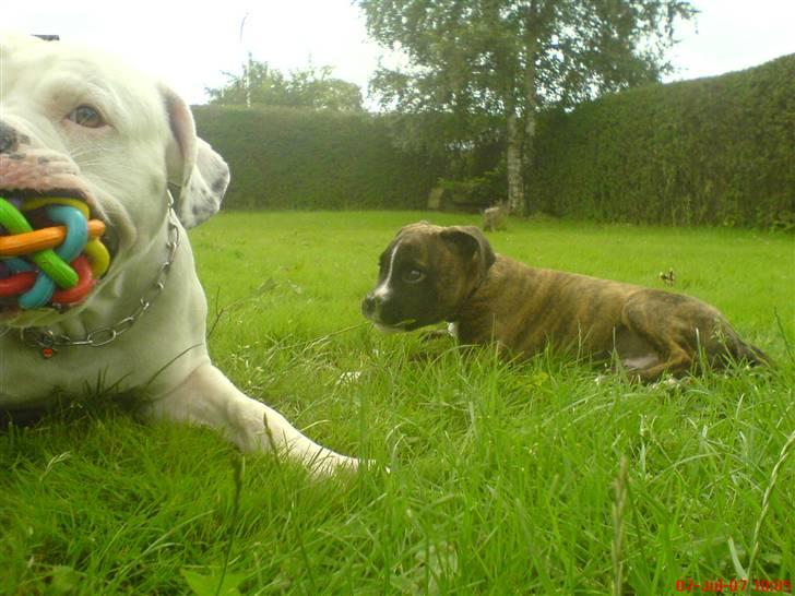 Blanding af racer johnson billede 8