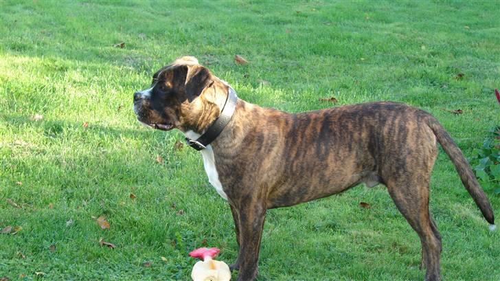 Blanding af racer johnson billede 9