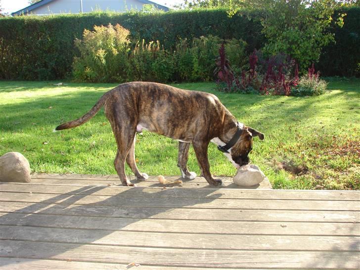 Blanding af racer johnson billede 10