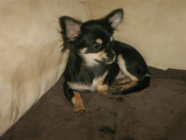 Chihuahua rocco billede 1
