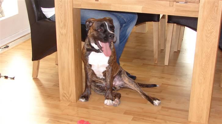 Blanding af racer johnson billede 11