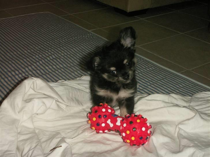 Chihuahua rocco - da jeg var lille billede 2