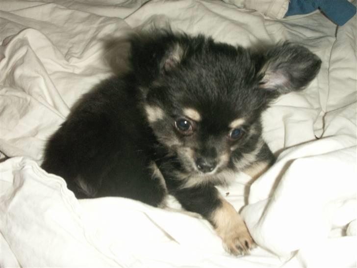 Chihuahua rocco billede 3