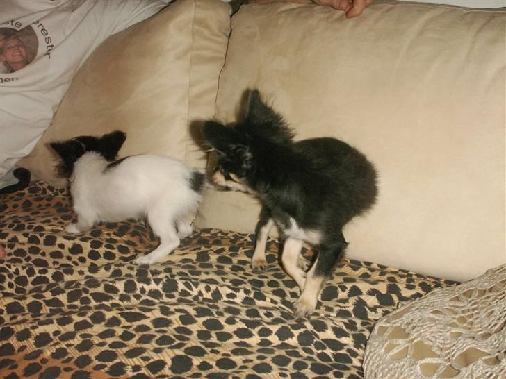 Chihuahua rocco - mig og charlie... billede 4