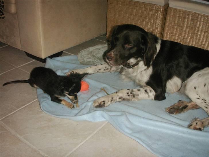 Chihuahua rocco - mig og zidane billede 5