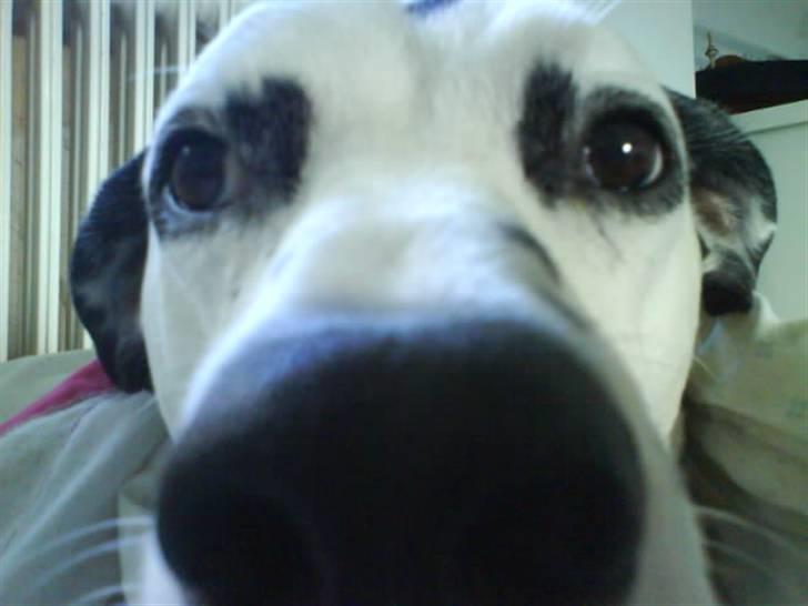 Dalmatiner Jody billede 13