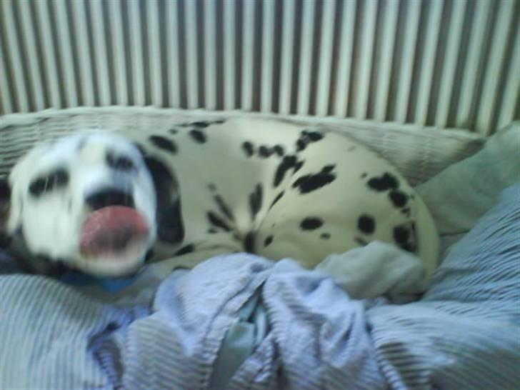 Dalmatiner Jody billede 14