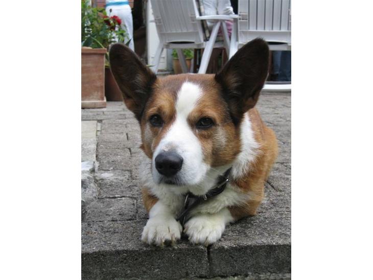 Welsh corgi cardigan Bertram billede 1