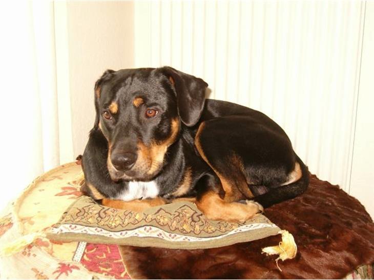 {{currentPhoto.altText}} billede {{currentPhoto.number}}