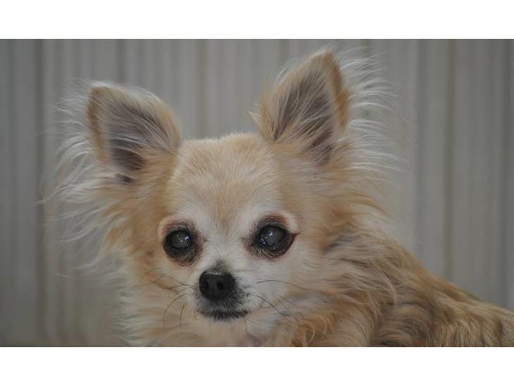 {{currentPhoto.altText}} billede {{currentPhoto.number}}