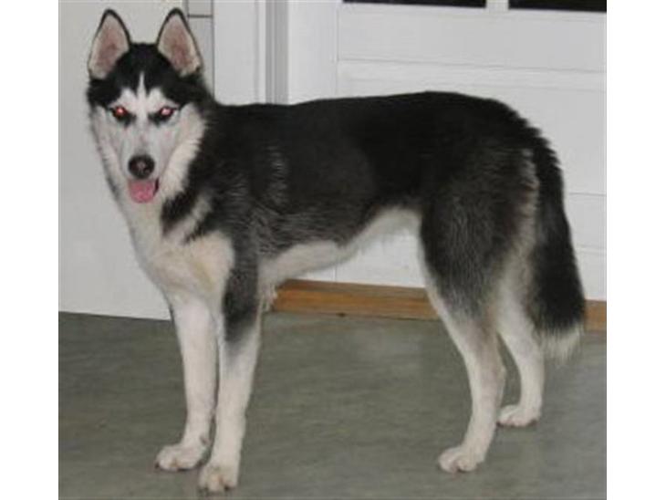 Siberian husky Sheeba *R.I.P* billede 1