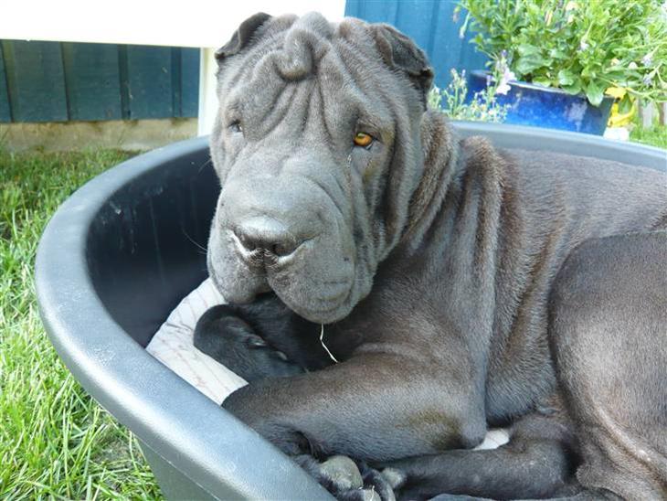 Shar pei sharon billede 1