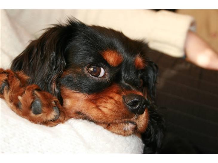 Cavalier king charles spaniel Freddie - 19-10-2007 billede 1