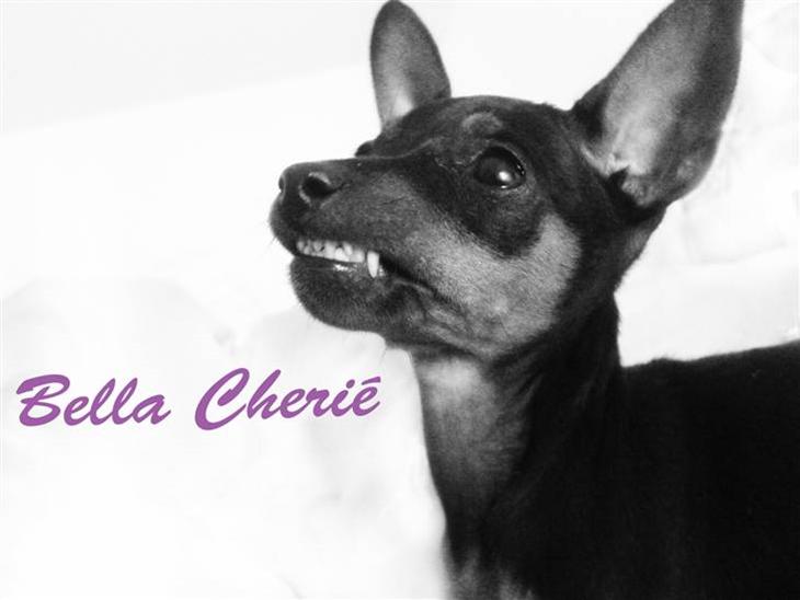 {{currentPhoto.altText}} billede {{currentPhoto.number}}