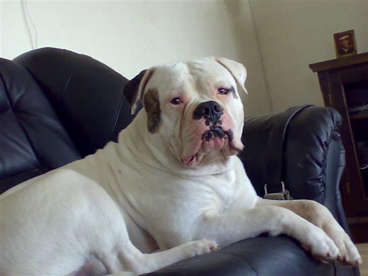 {{currentPhoto.altText}} billede {{currentPhoto.number}}