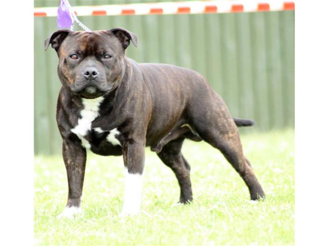 Staffordshire bull terrier tiger 2024 brindle