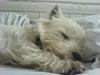 West highland white terrier Charlie